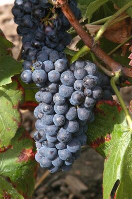 PHOTO PINOT MEUNIER MR JOLYOT.jpg