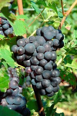 vendanges 2005 028REDIM.jpg