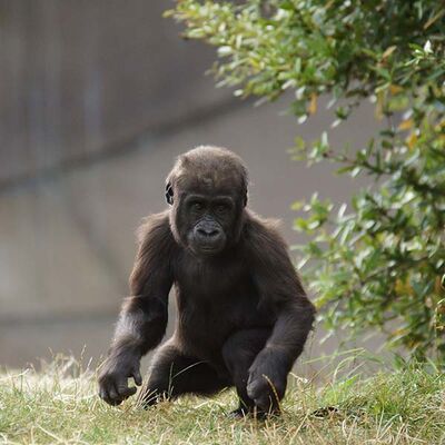 Bébé_Gorille_ZooParc_de_Beauval.jpg