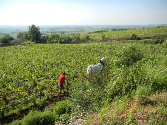 Le vignoble murisaltien_PG