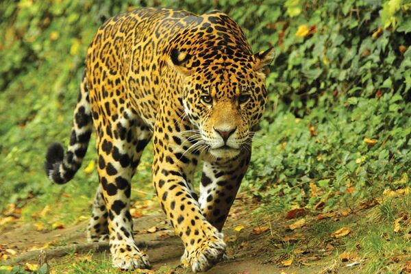 Jaguar_©ZooParc-de-Beauval.jpg
