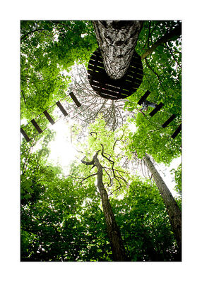 Arbo2 (11).jpg