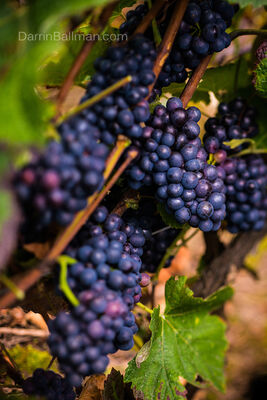 Art-In-The-Harvest-Darrin-Ballman-Commercial-Photography-8604_WEB_LOGO.jpg