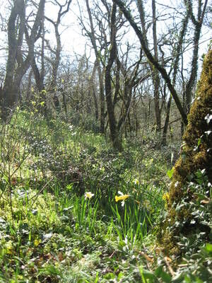 Bois des jonquilles.jpg