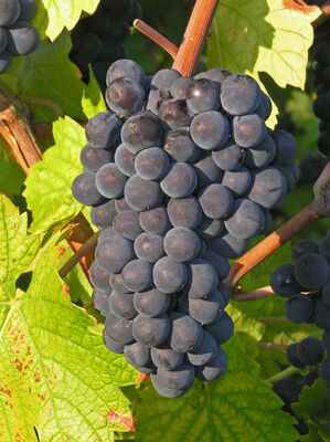 pinot noir.jpg