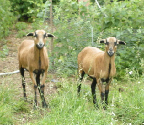 11.les brebisDSCN9640.JPG