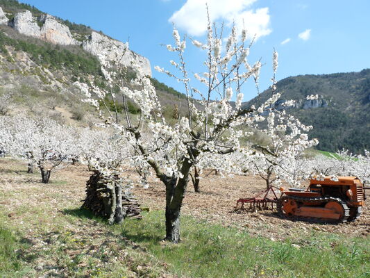 NATURE cerisiers 15.JPG