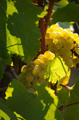Le Chardonnay produit de Grands Vins Blancs_I&A.jpg
