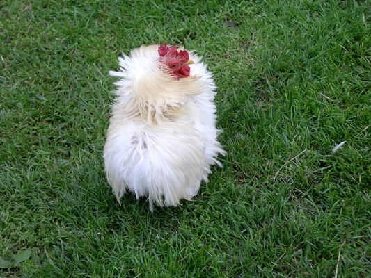 Charlot - Coq P--kin fris--.jpg