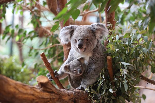Koalas_©ZooParc-de-Beauval-(01).jpg