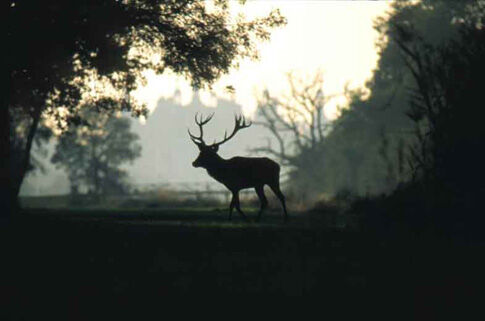 brame_cerf_2.jpg