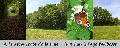 160604-faye-labbesse-Anim-découv-haie2.jpeg