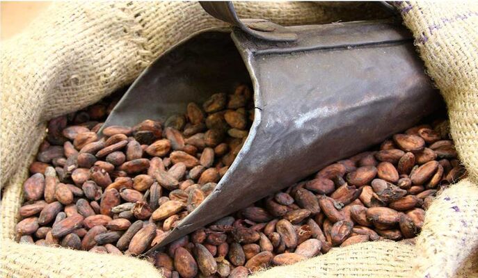 Feves de cacao - Chocolat Max Vauché
