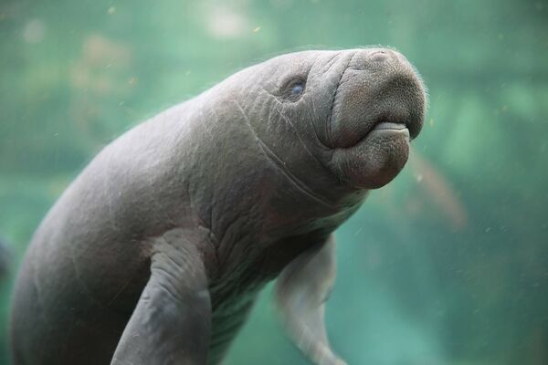 Lamantin_©ZooParc-de-Beauval.jpg