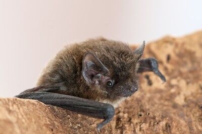 160902-argenton-les-vallees-chauve-souris.jpg