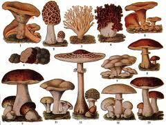 champignons.jpg