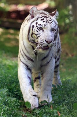 Tigre-blanc_©ZooParc-de-Beauval-(01).jpg