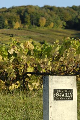 mailly_grand_cru (33).jpg