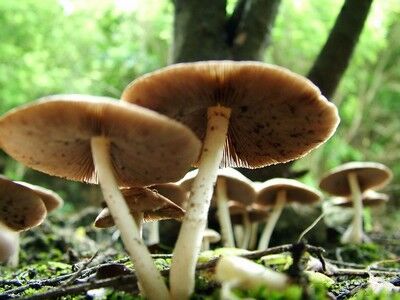 161015-cerizay-champignons.jpg