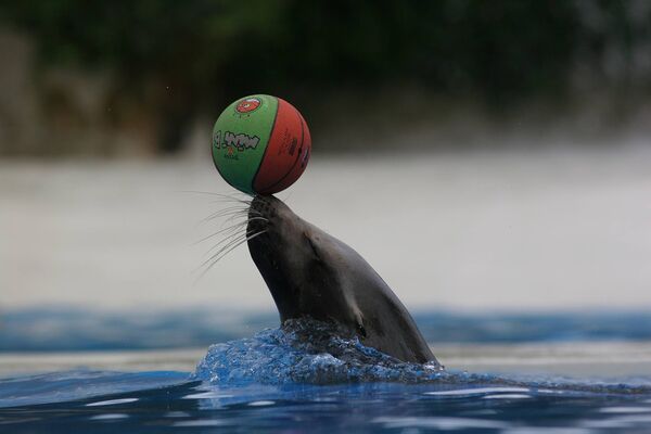 Spectacle_Otaries_©ZooParc-de-Beauval.jpg