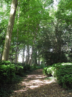 chemin de buis.JPG