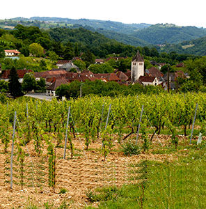 photo présentation vigne glanes.jpg