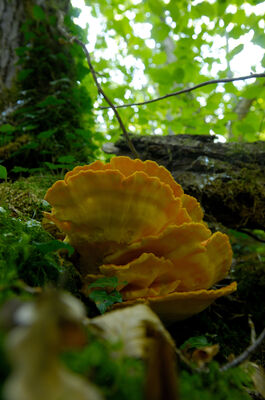 DSC_8875.jpg