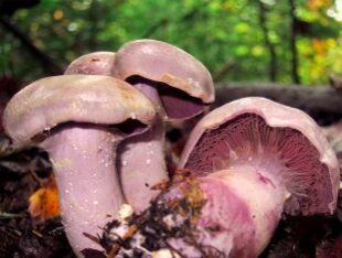 mycologie-valenciennes-tourisme-mjc.jpg