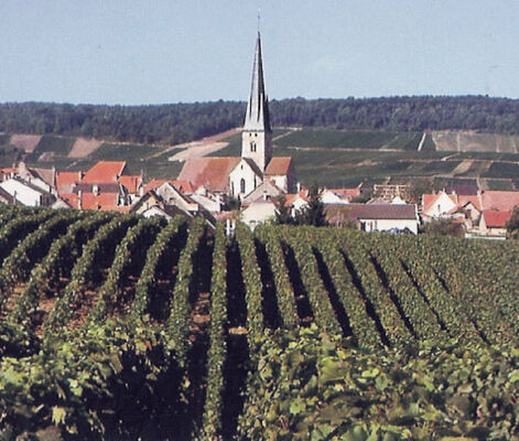 chamerybis.jpg
