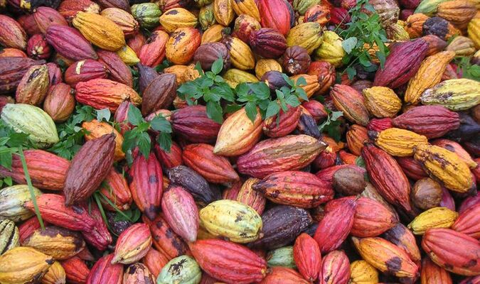Cabosse de cacao - Max Vauché