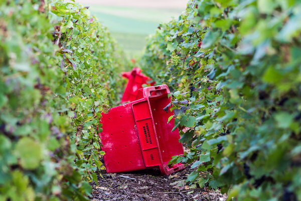 Barf.Vendanges-LD-112.jpg