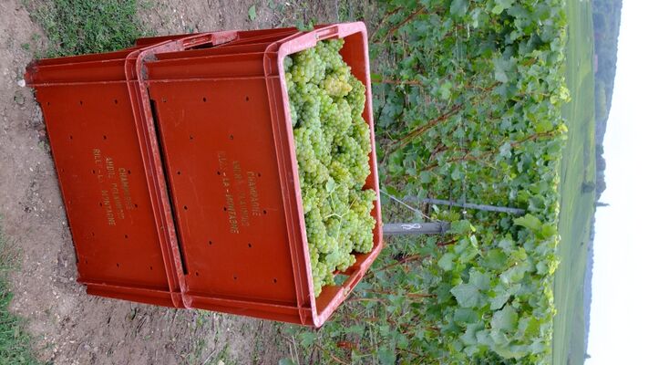 caisse & vigne Verticale .jpgREDIM.jpg