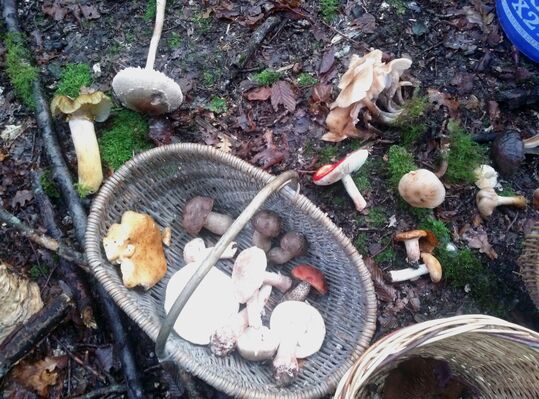 Sortie Champignon avec Fabrice - Pauline Thiebault - PnrFO.jpg