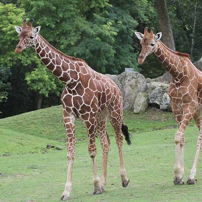 Girafes_ZooParc_de_Beauval.jpg