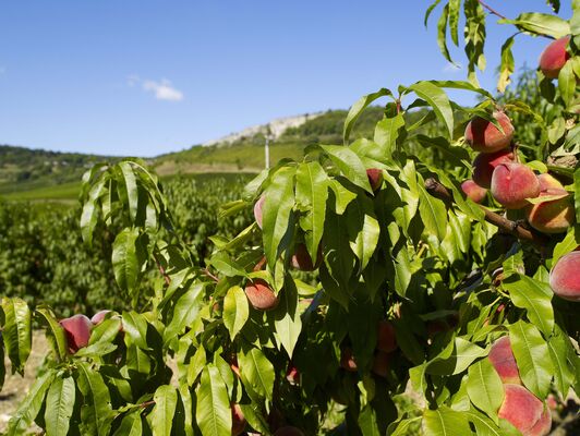 Pêches de Vignes©Image&Associés