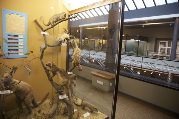 Muséum régional des Sciences naturelles Musée Mons visitMons