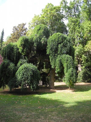 sophora.JPG
