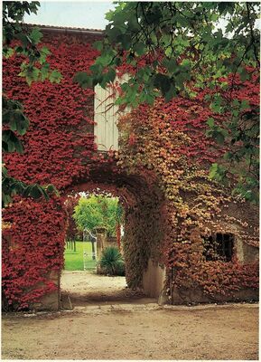 CHATEAU MONLUC