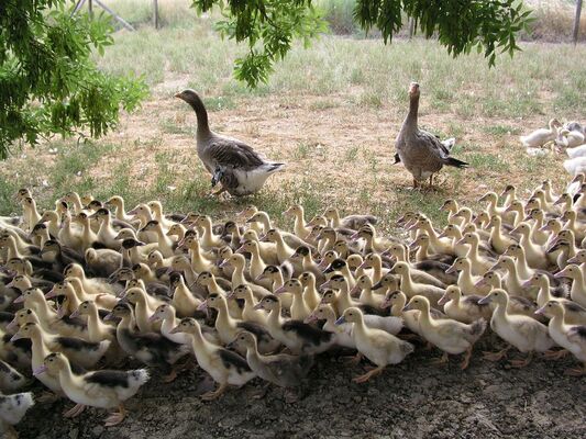 canards et oies du Gers