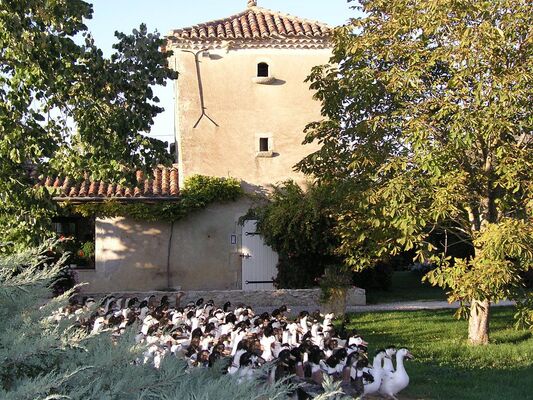 Producteur de gras dans le Gers