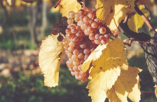 DOMAINE DE LA HAILLE