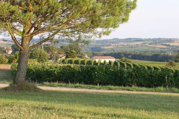 Vignoble du Sud-Ouest