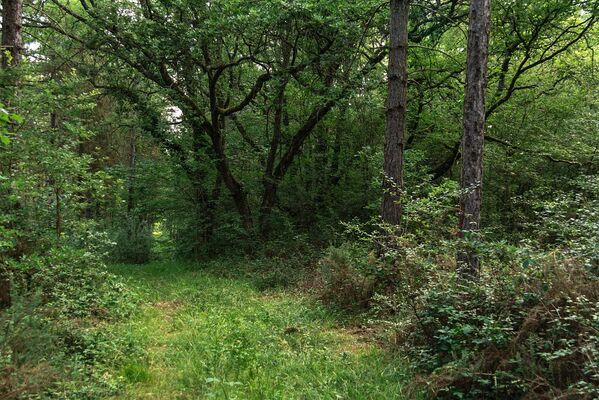 FORET