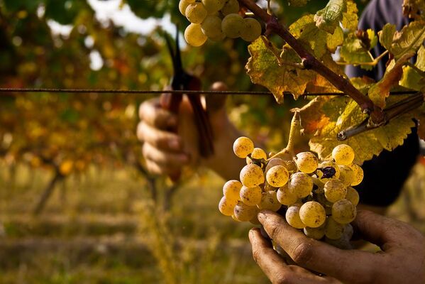 Vignoble de l'armagnac