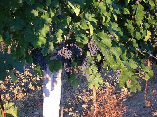 Domaine de Laxé
