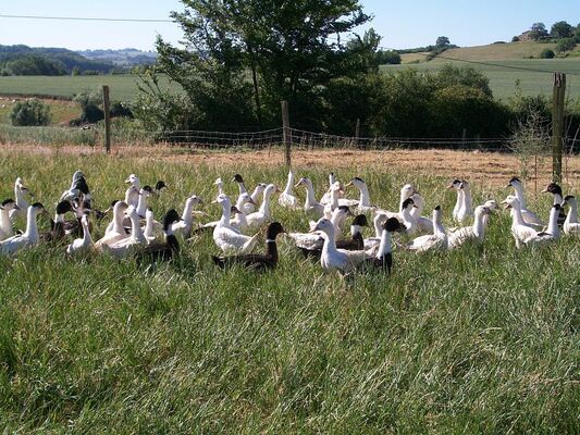 Canards du Gers