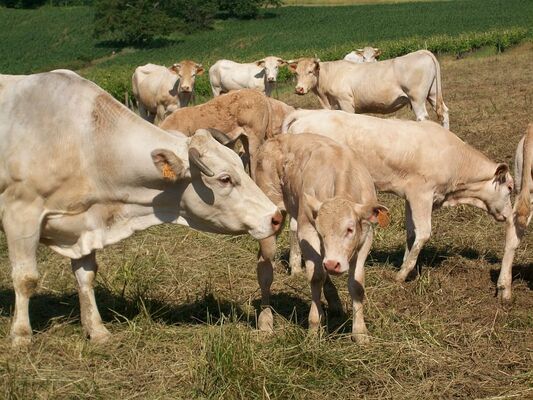 FERME