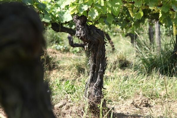 DOMAINE