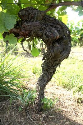 DOMAINE