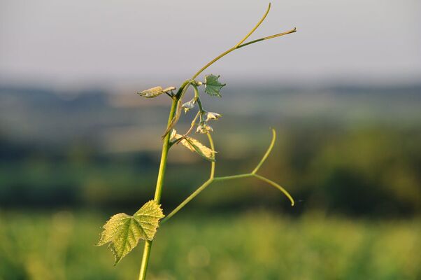 Domaine de l'Horgelus